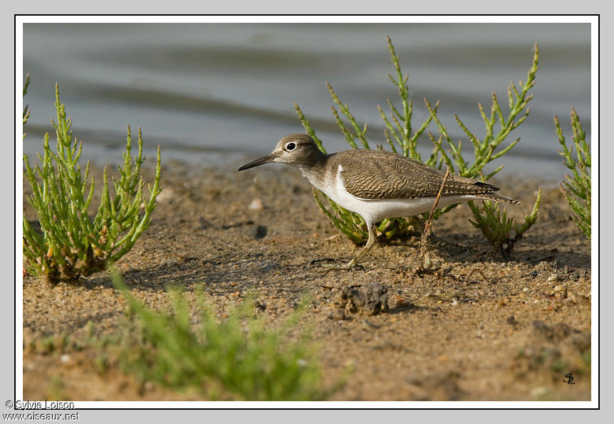 Common Sandpiper