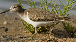 Common Sandpiper