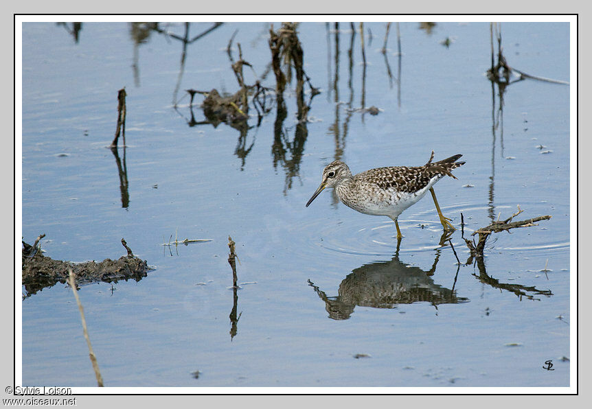 Wood Sandpiper