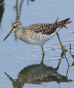 Wood Sandpiper