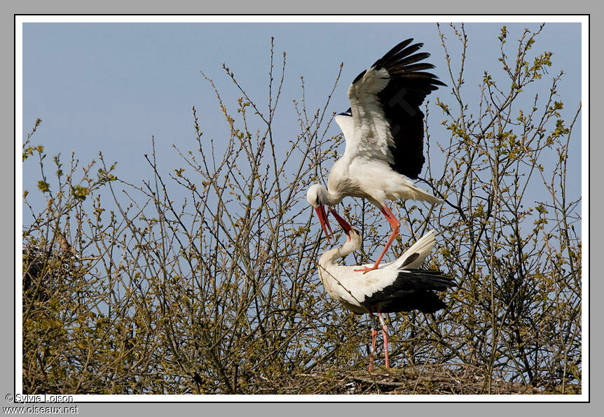 White Stork