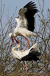 Cigogne blanche