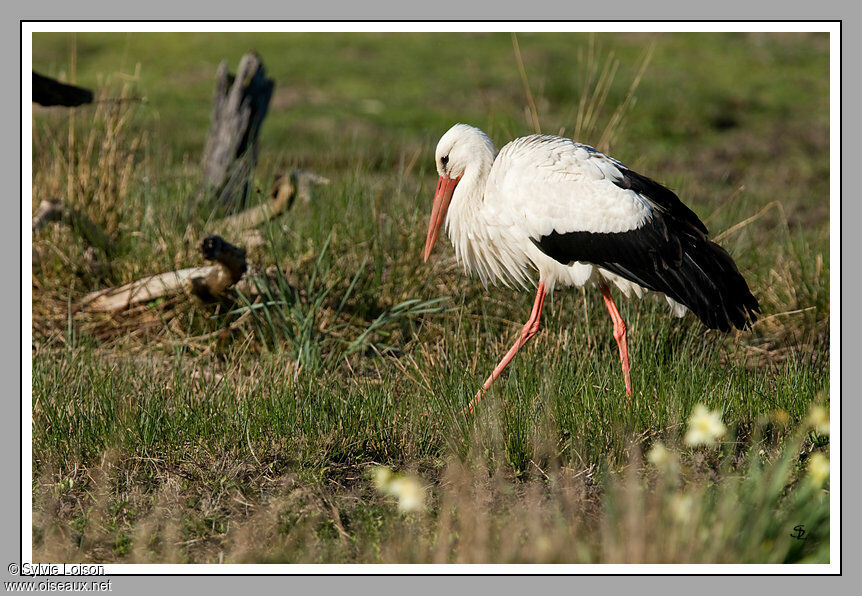 Cigogne blanche