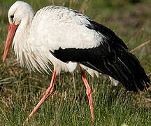 White Stork