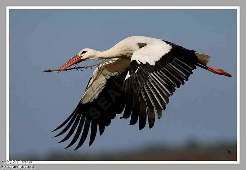 White Stork, identification, Flight, Reproduction-nesting