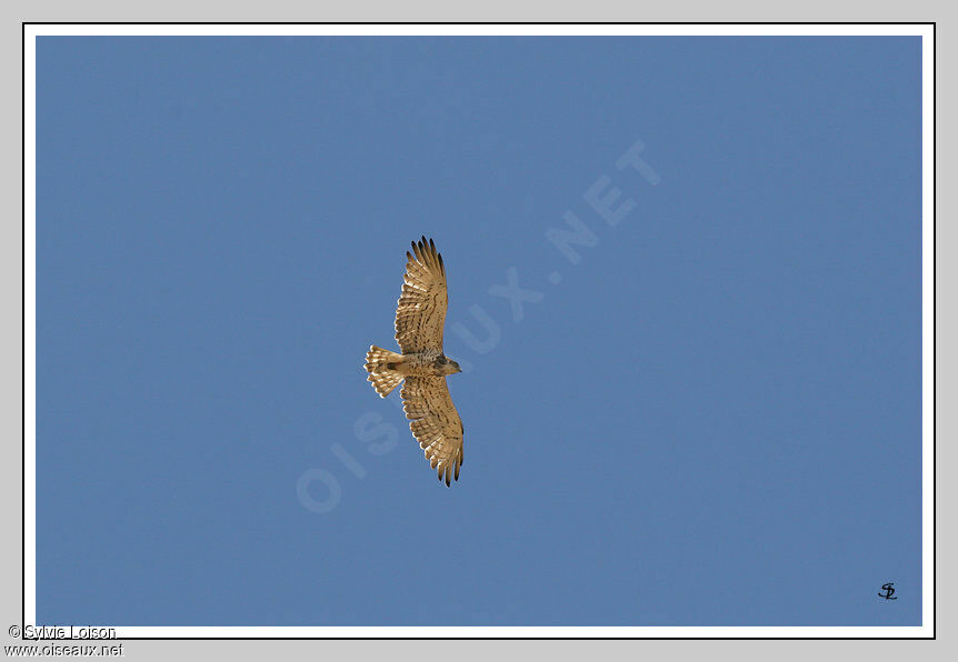 Short-toed Snake Eagle