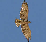 Short-toed Snake Eagle