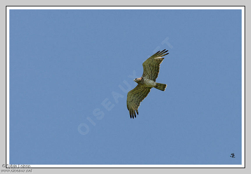 Short-toed Snake Eagle