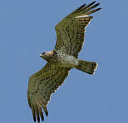 Short-toed Snake Eagle