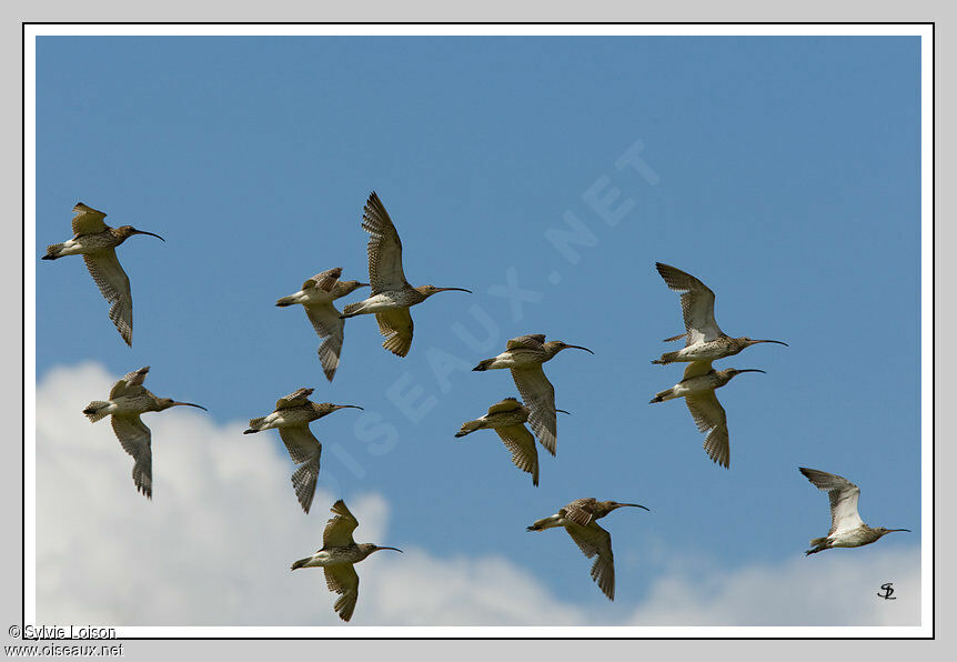 Eurasian Curlew