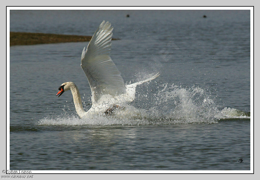 Cygne tuberculé