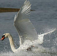 Cygne tuberculé