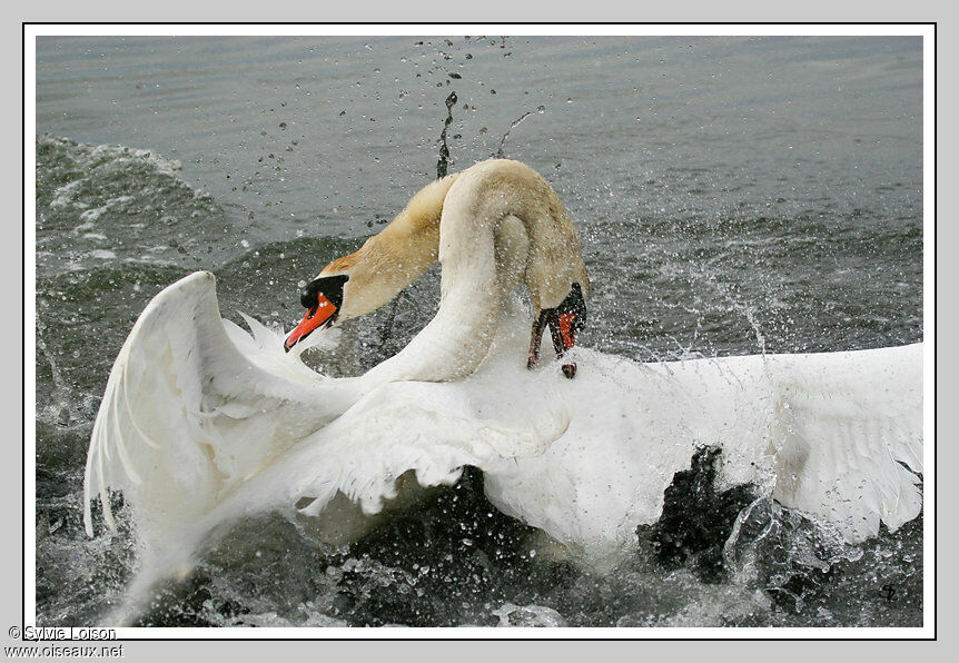 Mute Swan