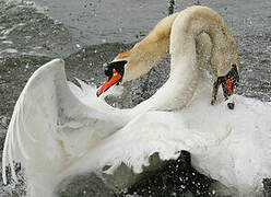 Mute Swan