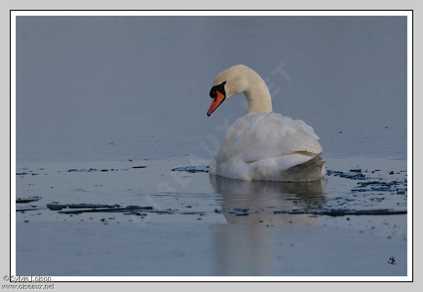 Cygne tuberculé