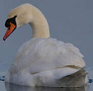 Mute Swan