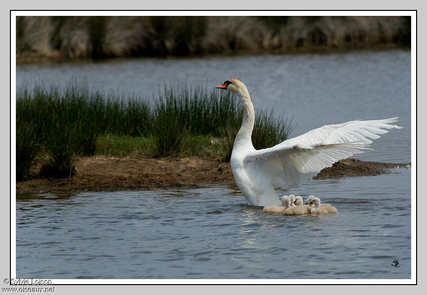 Mute Swan