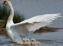 Cygne tuberculé