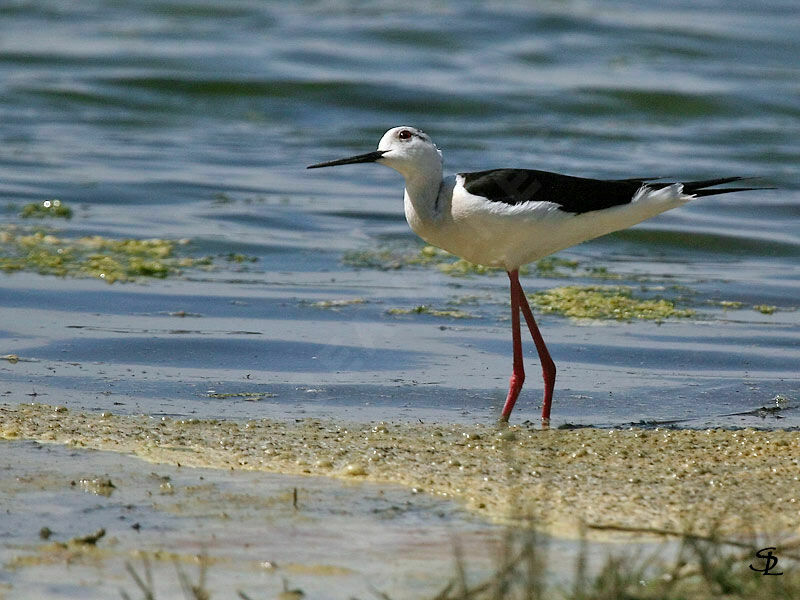 Black-winged Stilt