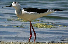 Black-winged Stilt