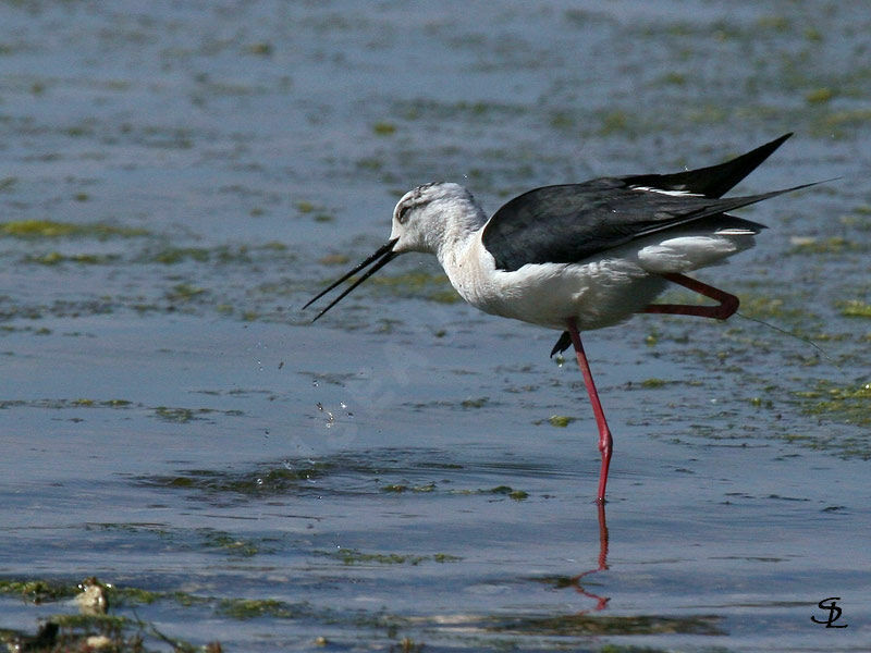 Échasse blanche