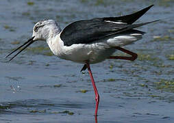 Black-winged Stilt