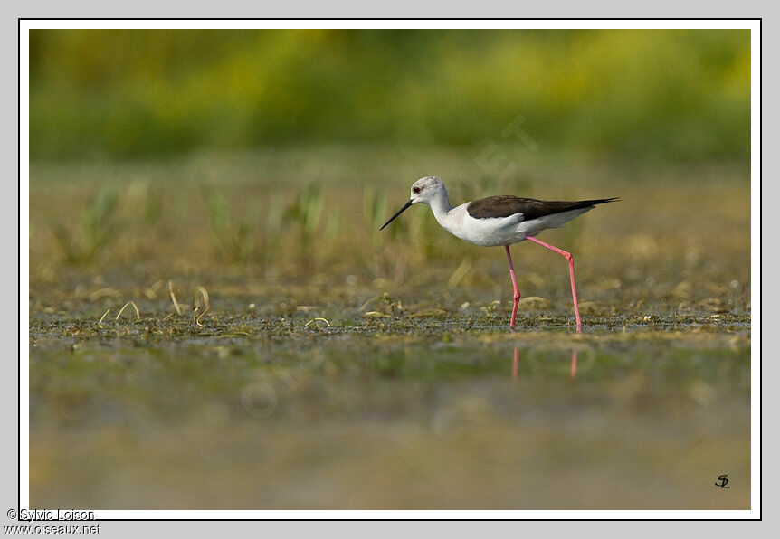 Échasse blanche