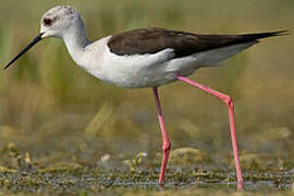 Black-winged Stilt