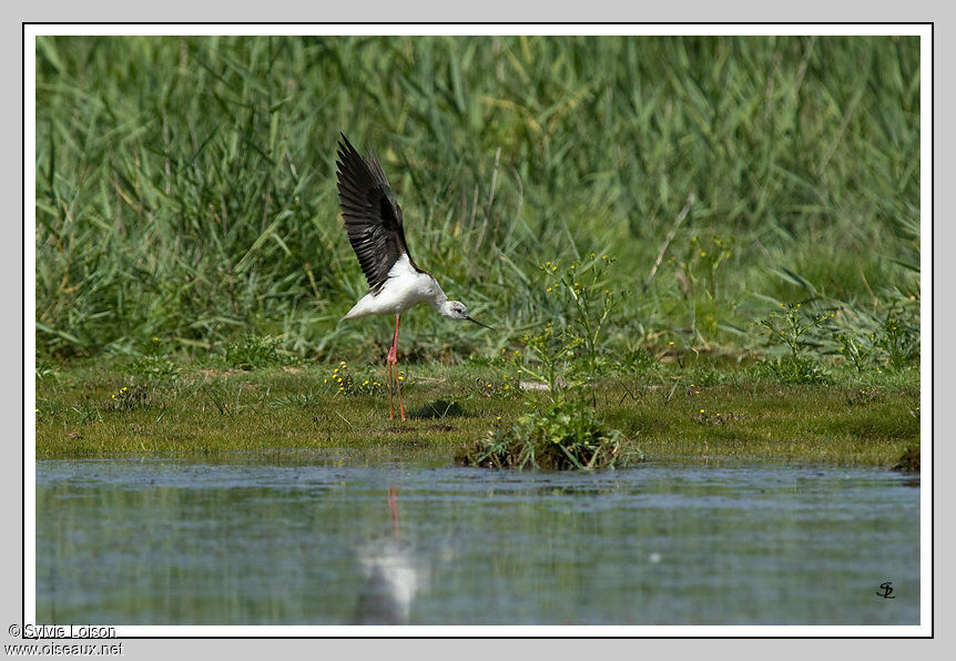 Black-winged Stilt