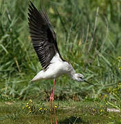 Black-winged Stilt