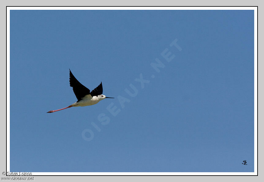 Black-winged Stilt