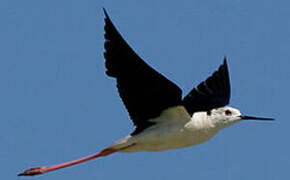 Black-winged Stilt