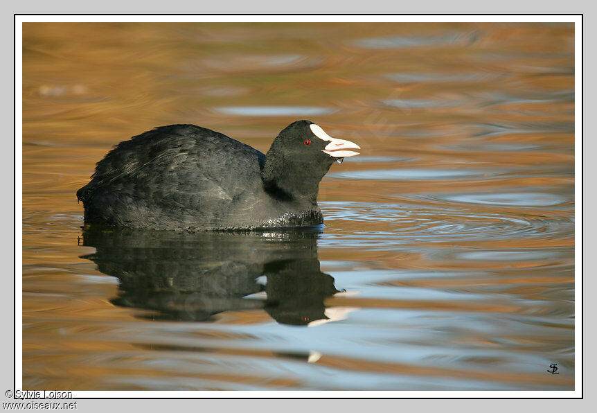 Eurasian Coot