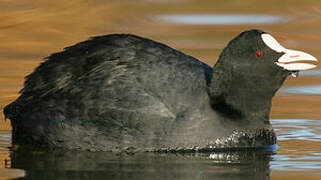 Eurasian Coot