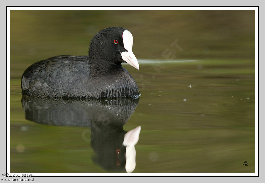 Eurasian Coot