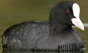 Eurasian Coot