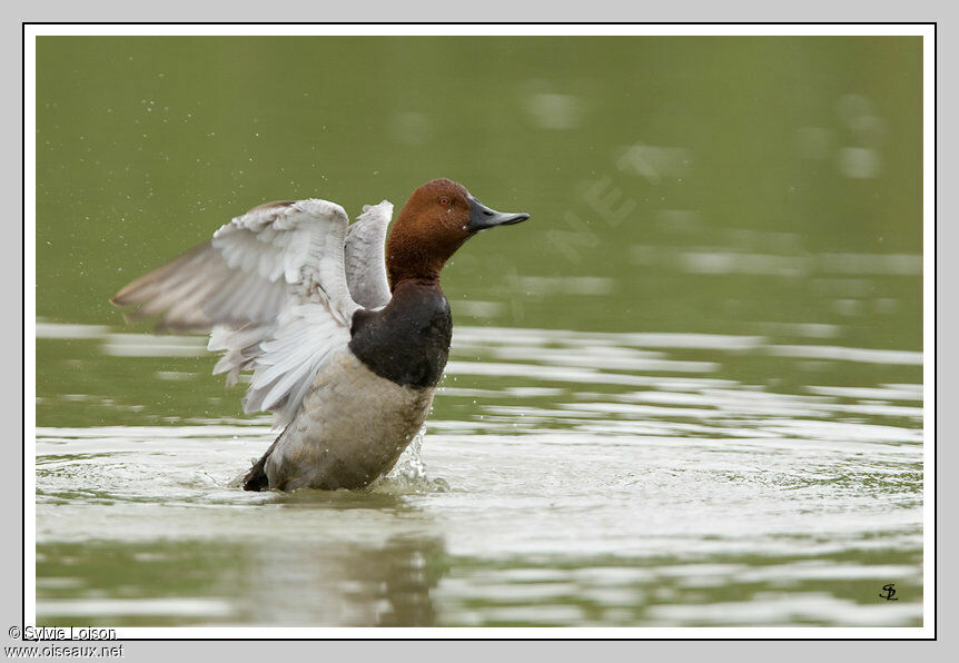 Common Pochard