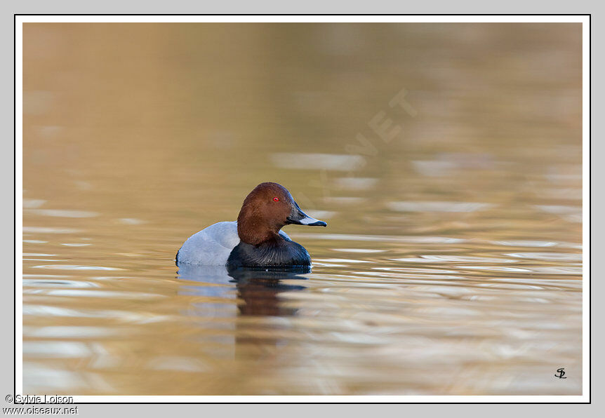 Common Pochard