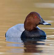 Common Pochard