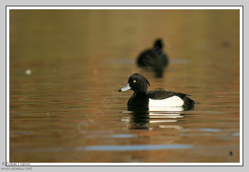 Tufted Duck