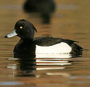 Tufted Duck