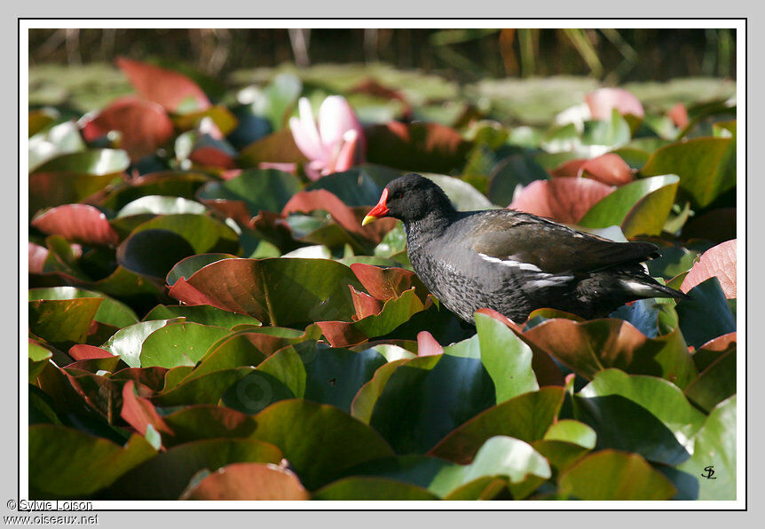 Common Moorhen