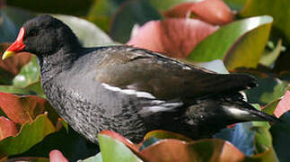 Common Moorhen