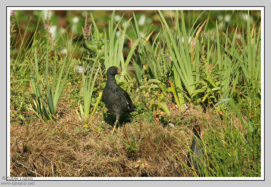 Common Moorhen