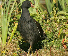 Gallinule poule-d'eau