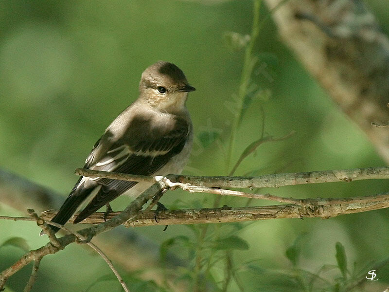 Gobemouche noir