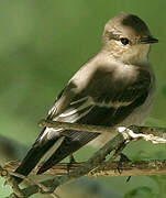 European Pied Flycatcher