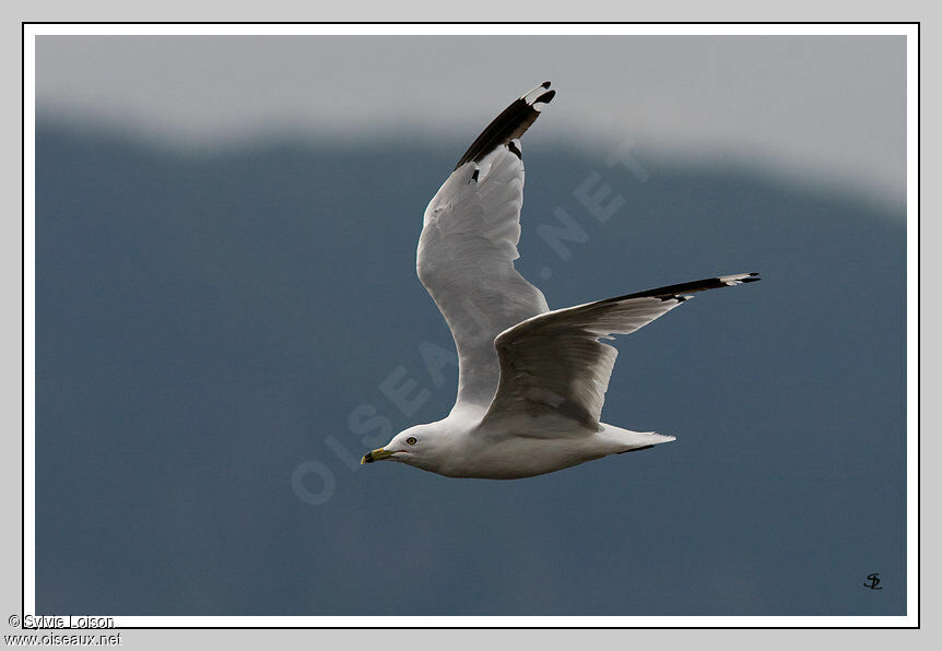 Ring-billed Gull