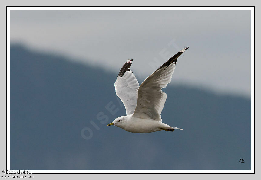 Ring-billed Gull