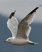 Ring-billed Gull